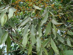 Image of Phoradendron aurantiacum Trel.
