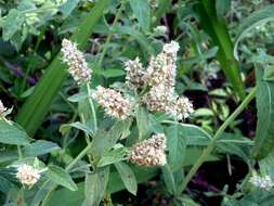 Image of Horse Mint