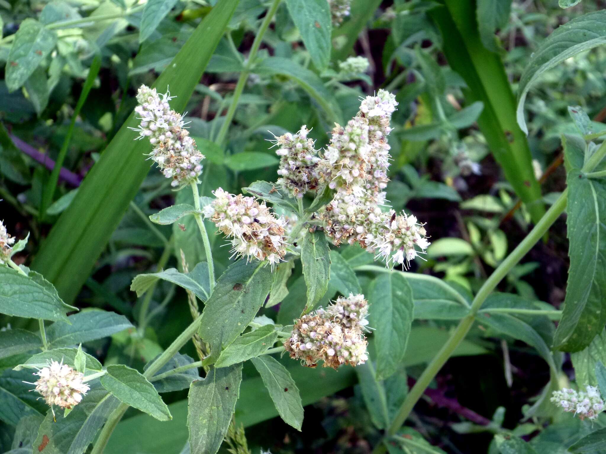 Image of Horse Mint