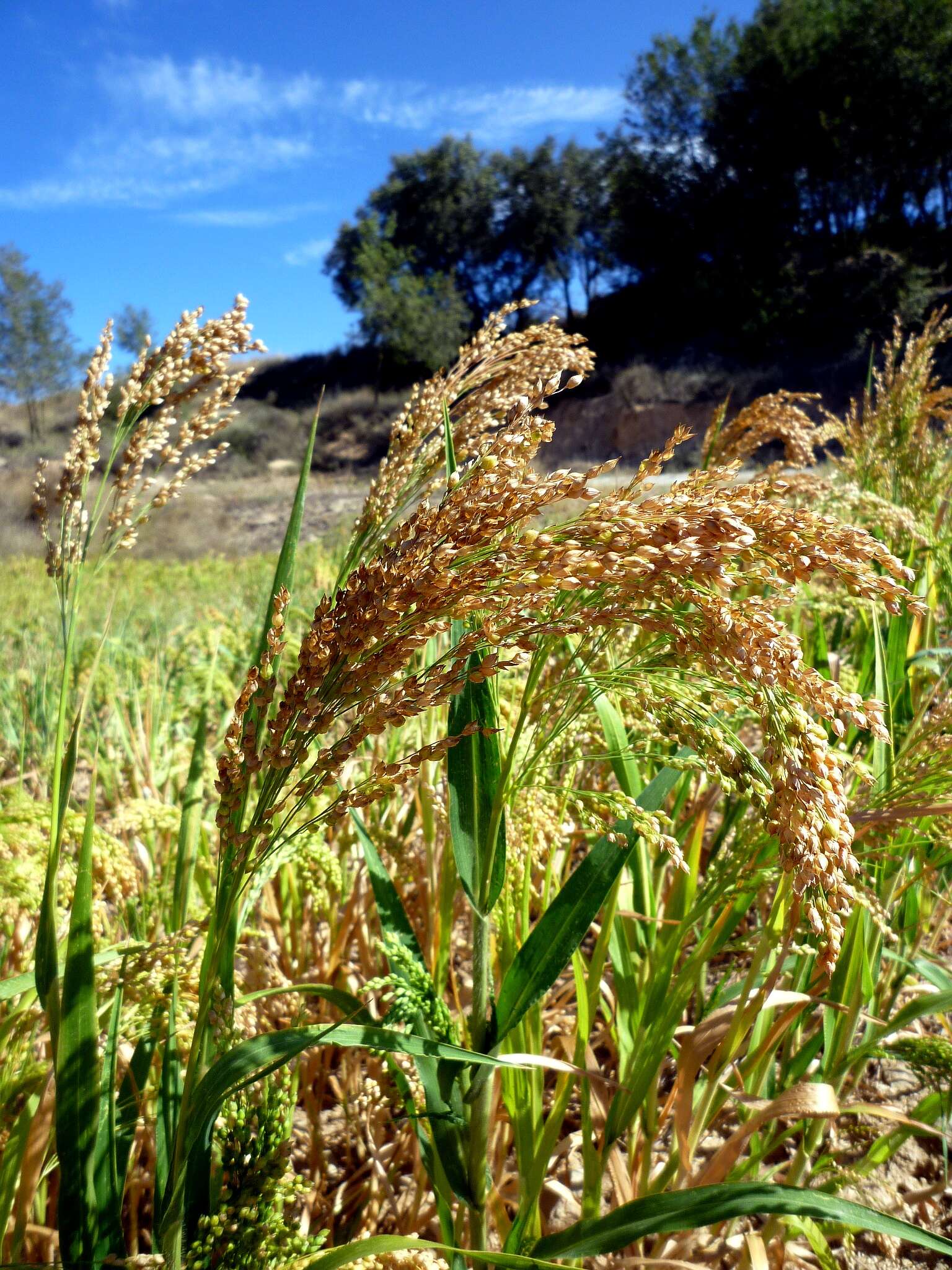 Imagem de Panicum miliaceum L.