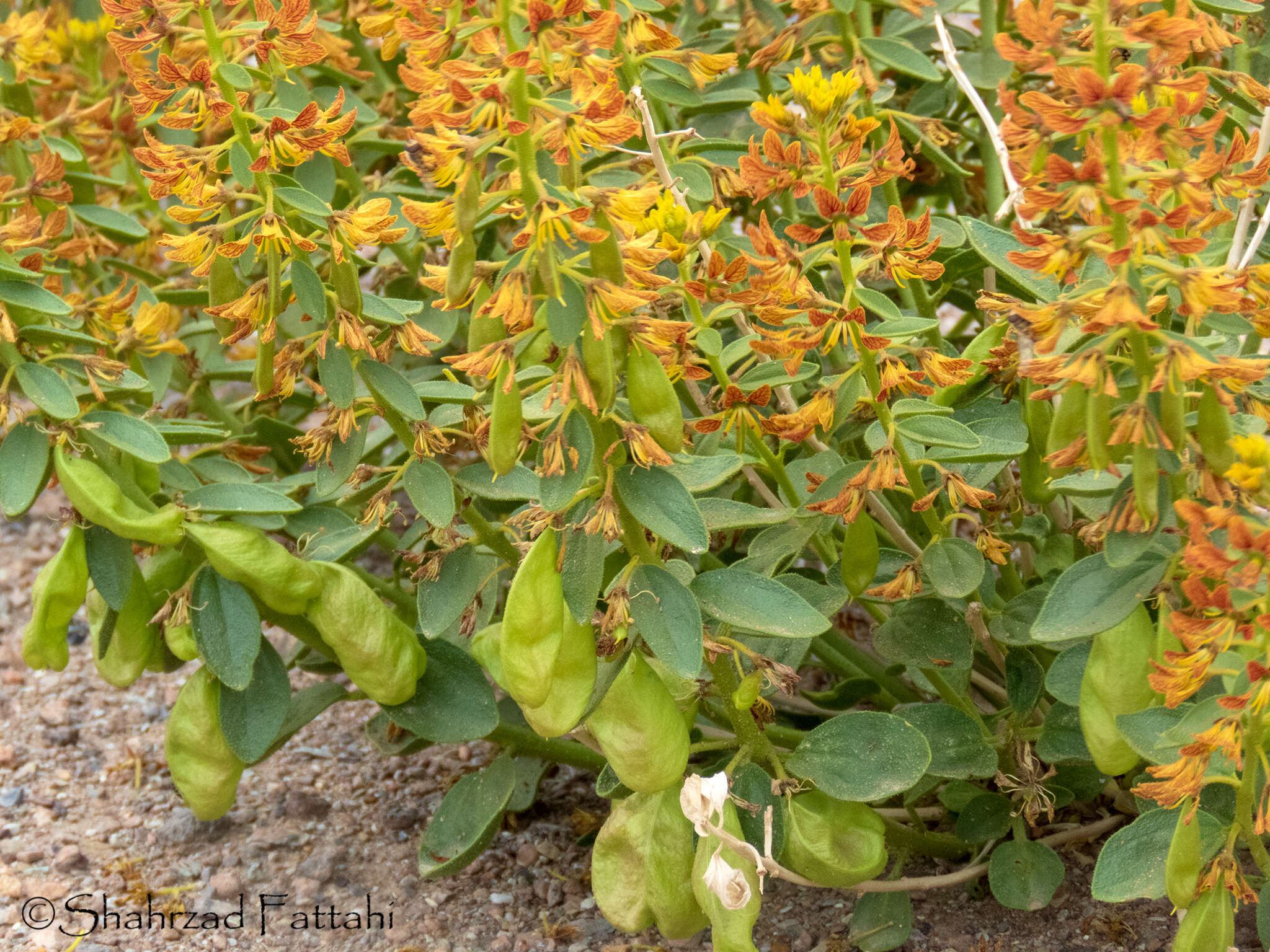 Image of Cleome coluteoides Boiss.