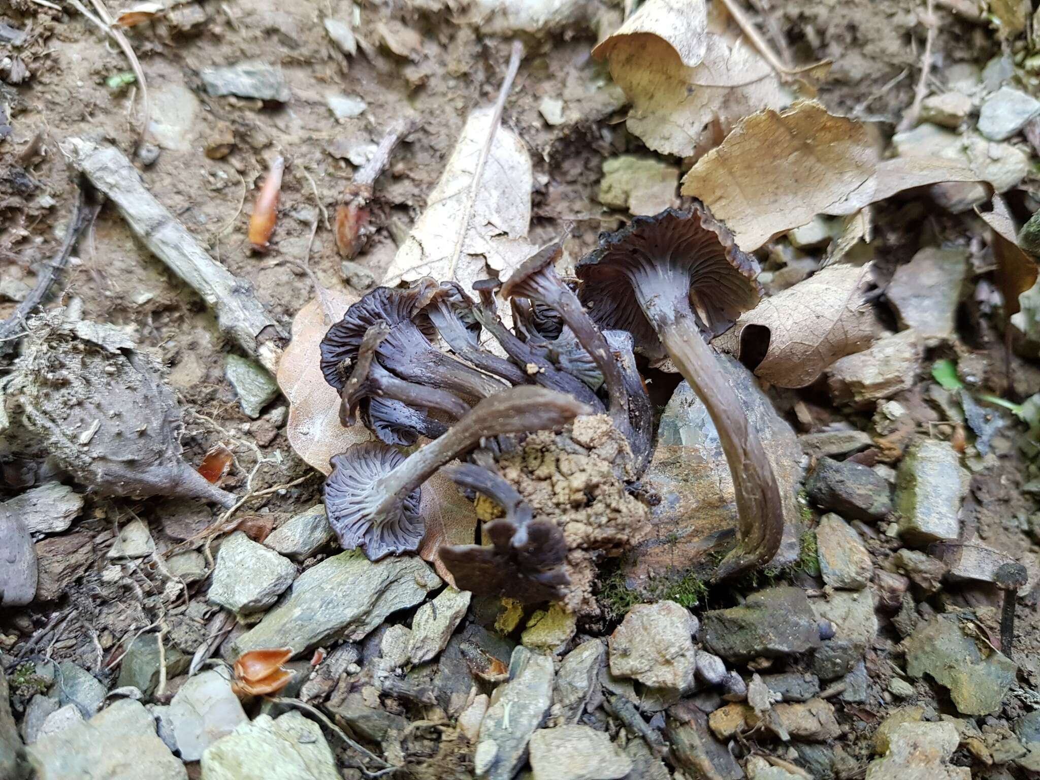 Image of Cantharellus cinereus (Pers.) Fr. 1821