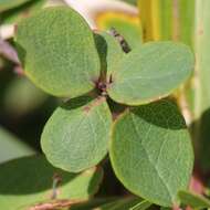 Image of alpine bilberry