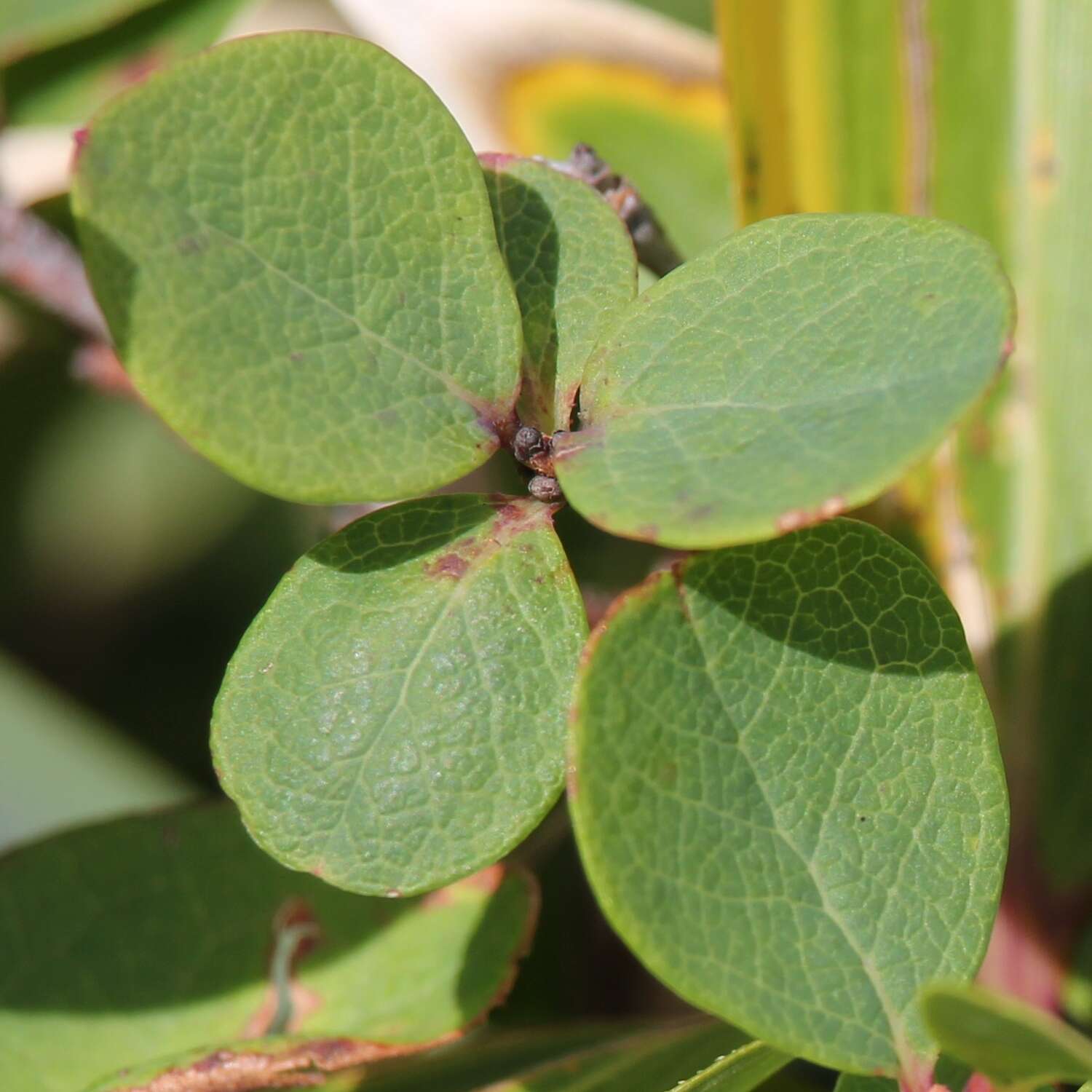 Image of alpine bilberry