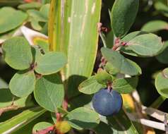 Image of alpine bilberry