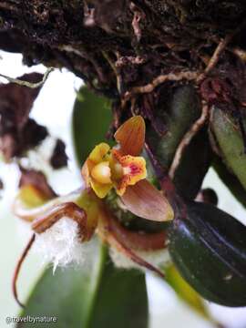 Image of rufous tiger orchid