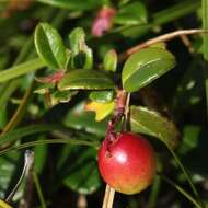 Image of lingonberry