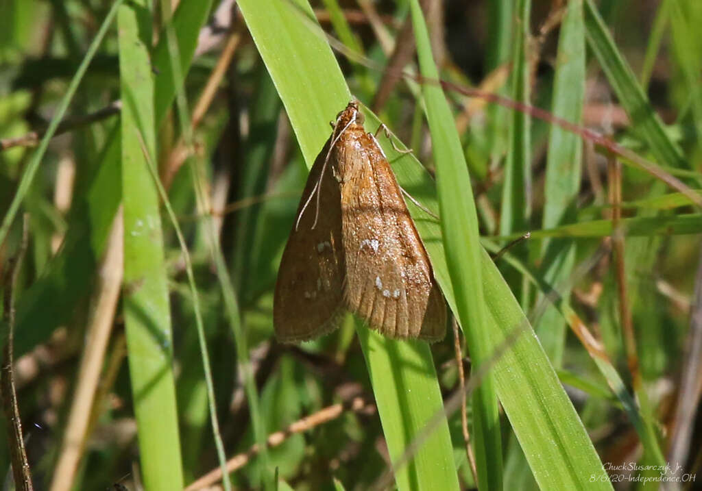 Image de Diastictis ventralis Grote & Robinson 1867