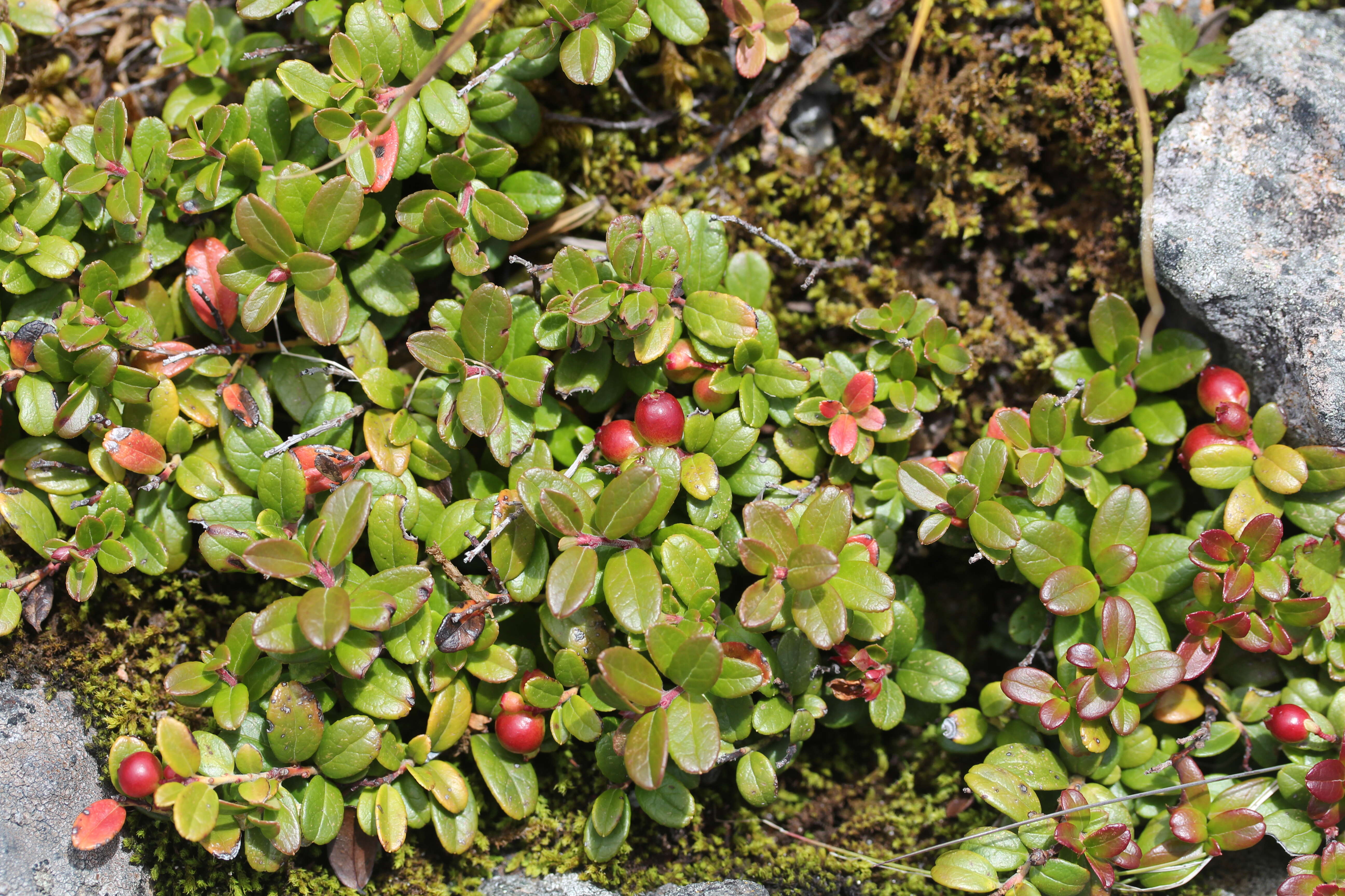 Image of lingonberry