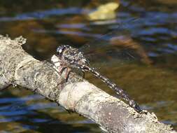 Image of Austroaeschna subapicalis Theischinger 1982