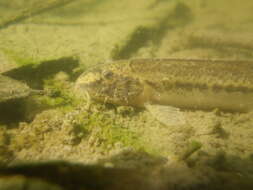 Image of Italian Loach