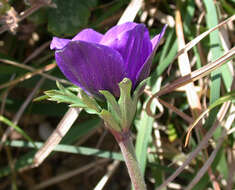 Image of lilies-of-the-field