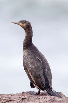 Plancia ëd Phalacrocorax capensis (Sparrman 1788)