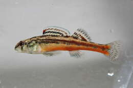 Plancia ëd Etheostoma zonistium Bailey & Etnier 1988