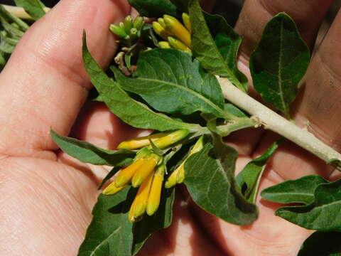 Image de Cestrum lorentzianum Griseb.