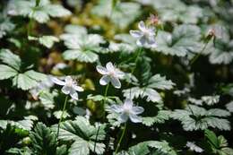 Rubus pedatus Sm. resmi