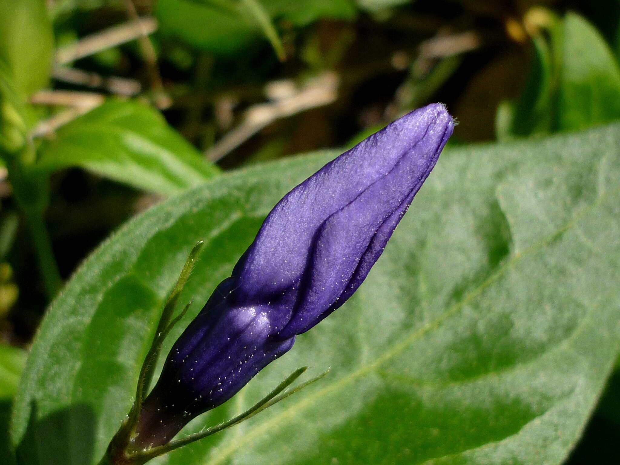 Image of Greater Periwinkle