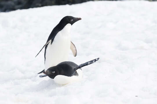 Image of Adelie Penguin