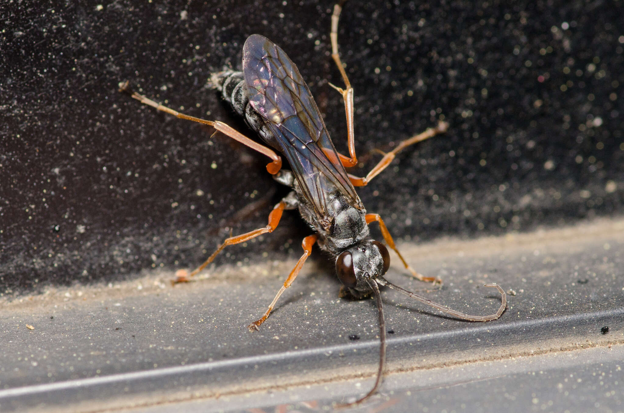 Image of <i>Auplopus mellipes</i>