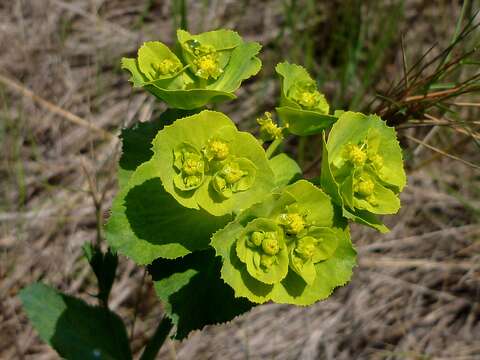 Image of serrate spurge