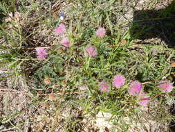 Mimosa quadrivalvis var. platycarpa (A. Gray) Barneby的圖片