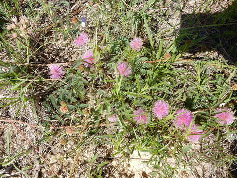 Image of Roemer's mimosa