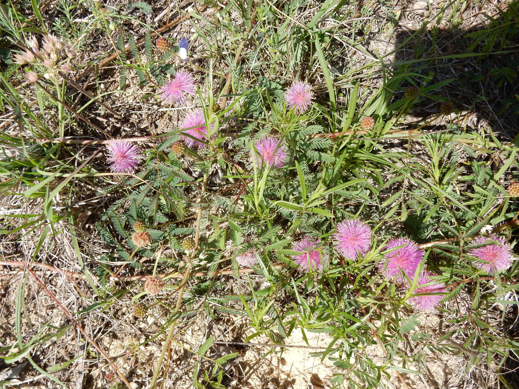 Mimosa quadrivalvis var. platycarpa (A. Gray) Barneby的圖片