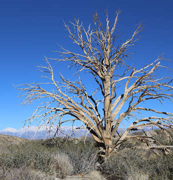 Image of singleleaf pinyon