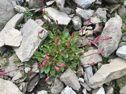 Rumex nivalis Hegetschw. resmi