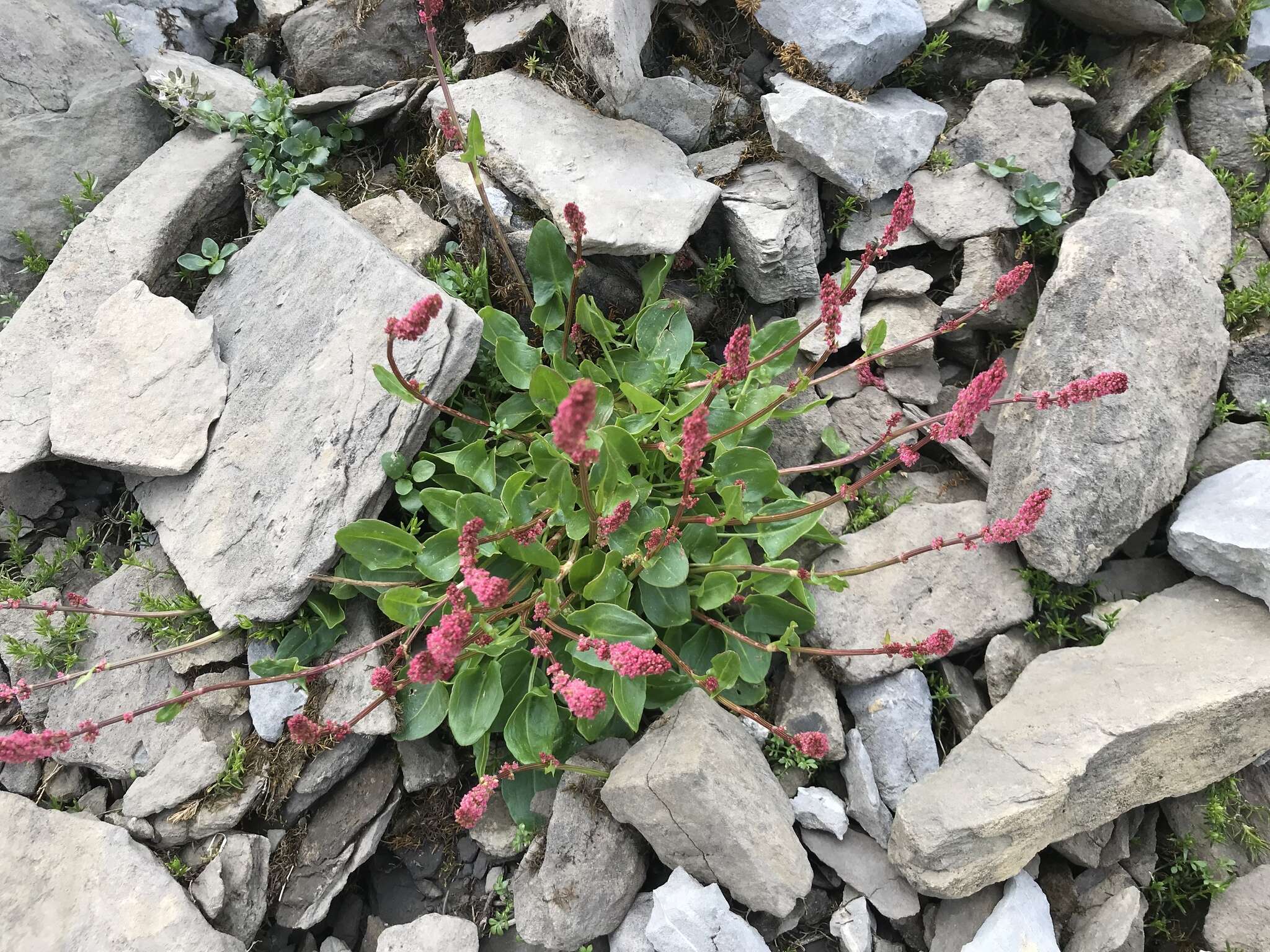 Image of Rumex nivalis Hegetschw.