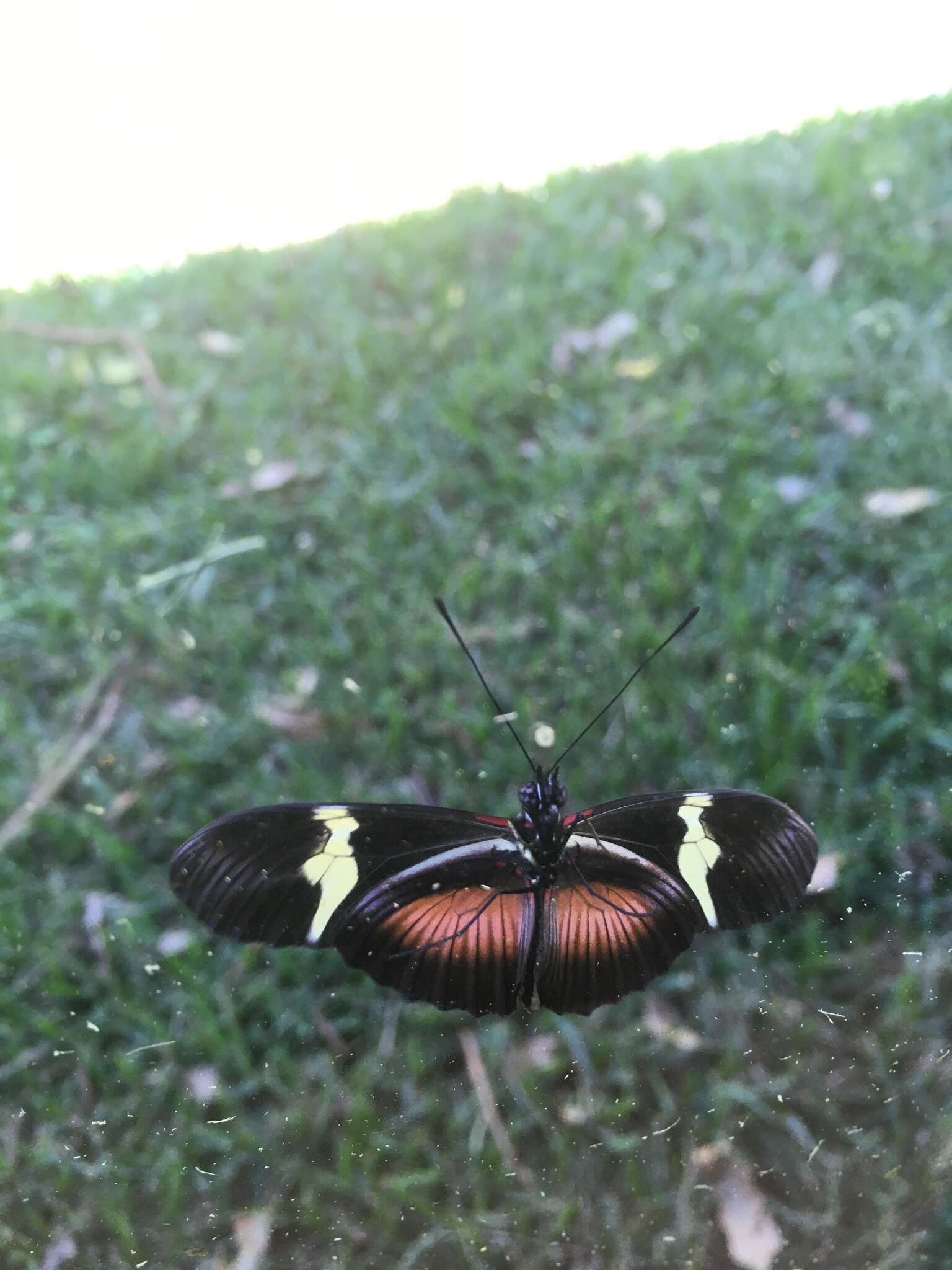 Image of Heliconius clysonymus montanus Salvin 1871