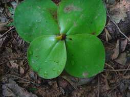 Image of Costus spectabilis (Fenzl) K. Schum.