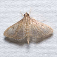 Image of Dusky Herpetogramma