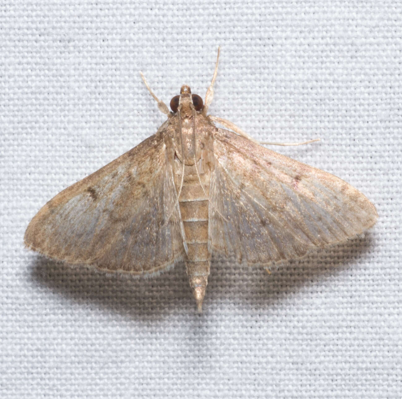 Image of Dusky Herpetogramma