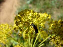 Image of Giant Fennel