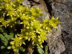 Image of Biting Stonecrop