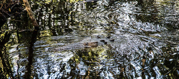 Image of American Crocodile