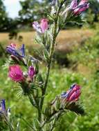 Imagem de Echium vulgare L.