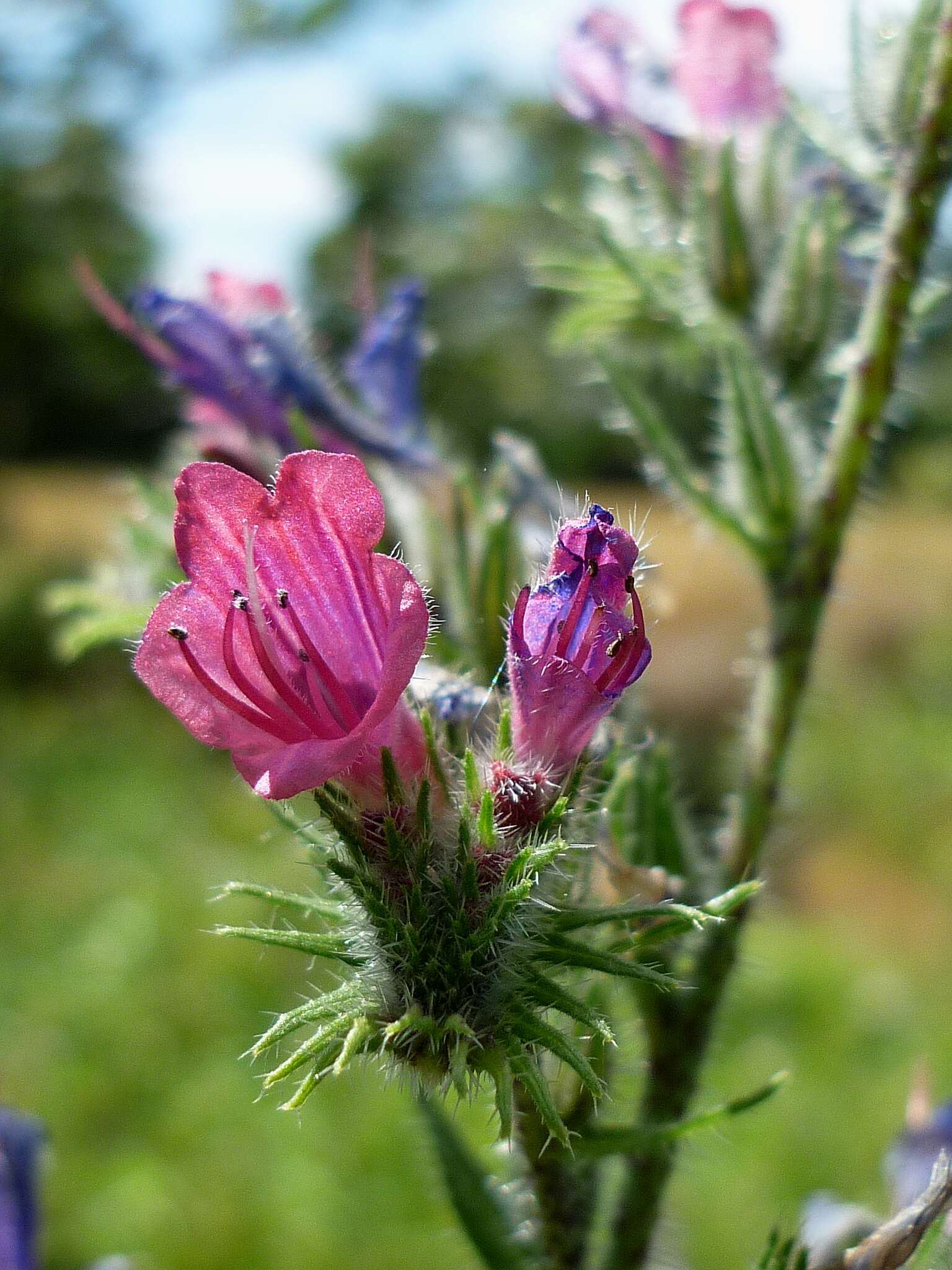 Imagem de Echium vulgare L.