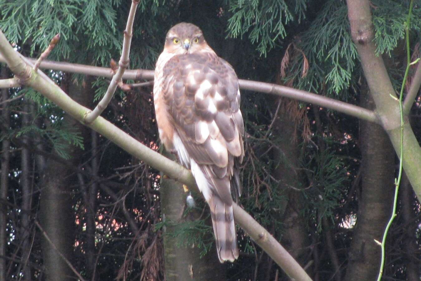 Image of Eurasian Sparrowhawk