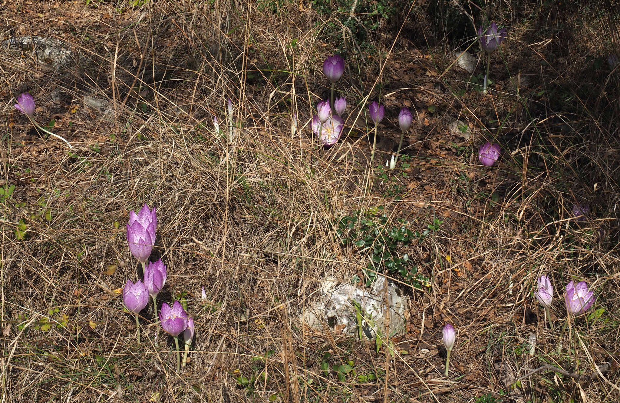 Image of Colchicum bivonae Guss.