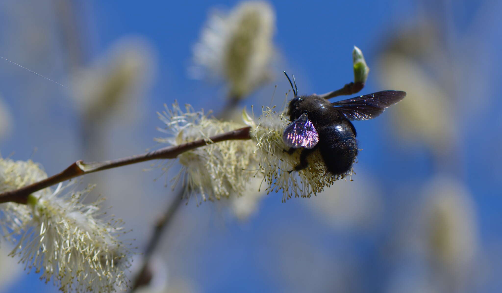 Plancia ëd Xylocopa valga Gerstäcker 1872