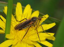 Image of Empis opaca Meigen 1804