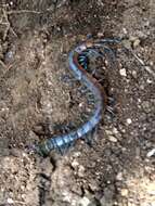 Image of Oranian Giant Centipede