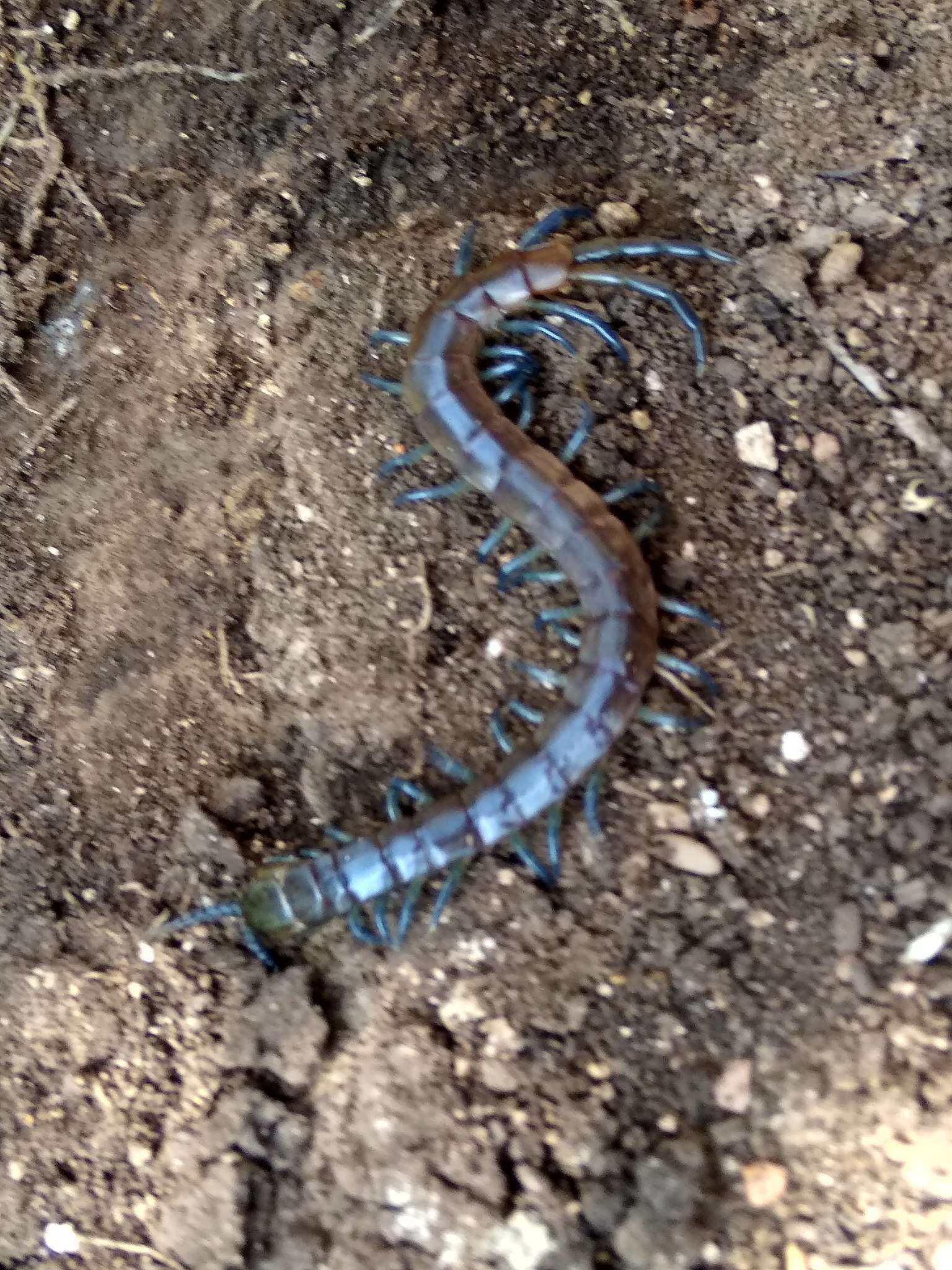 Image of Scolopendra oraniensis Lucas 1846