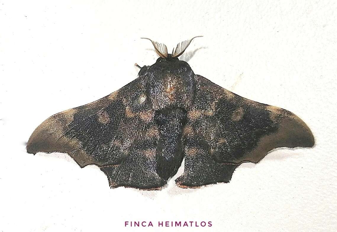 Image of Lacosoma briasia Schaus 1928