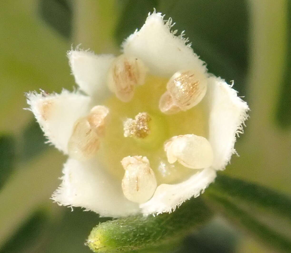 Image of Phylica axillaris var. axillaris
