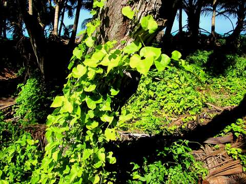 Image de Aristolochia pentandra Jacq.