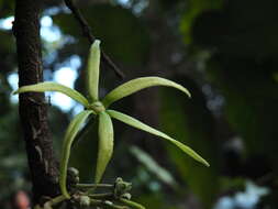 Plancia ëd Polyalthia fragrans (Dalzell) Hook. fil. & Thomson