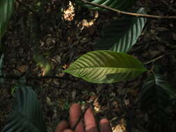 Plancia ëd Polyalthia fragrans (Dalzell) Hook. fil. & Thomson